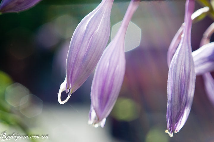 M53x0.75 to M42x1 thread mount adapter for MC El-Nikkor 135mm lens